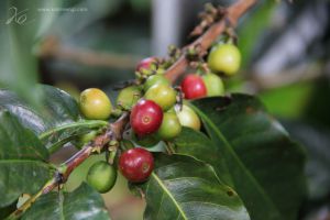 colombia coffee tree.jpg